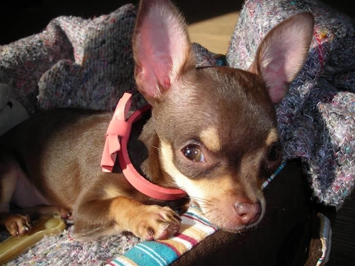 Chihuahua Bailey - Hvor er hun sød billede 1