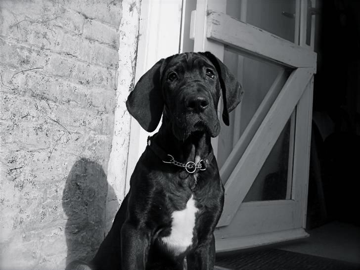 Grand danois Fenris billede 13