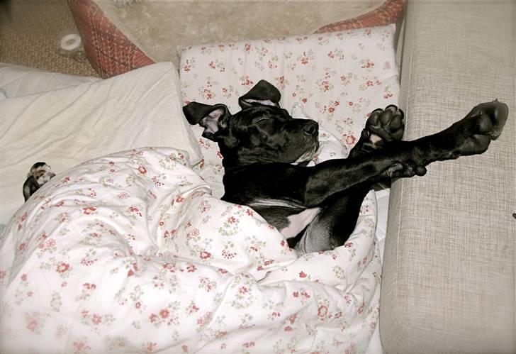 Grand danois Fenris - Flæskerullen råhygger i sin yndlingsposition billede 14