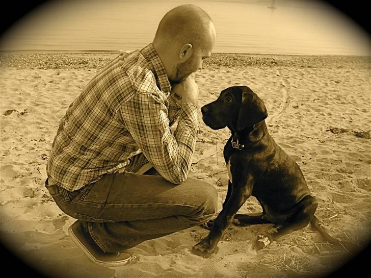 Grand danois Fenris - Kyllingehjernen forsøger at følge med i instrukserne billede 15