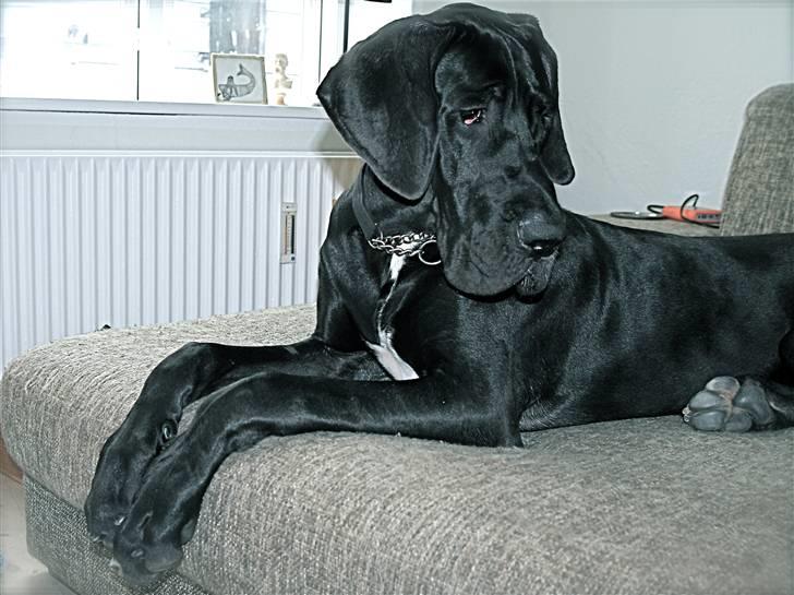 Grand danois Fenris - 8 mdr. billede 16