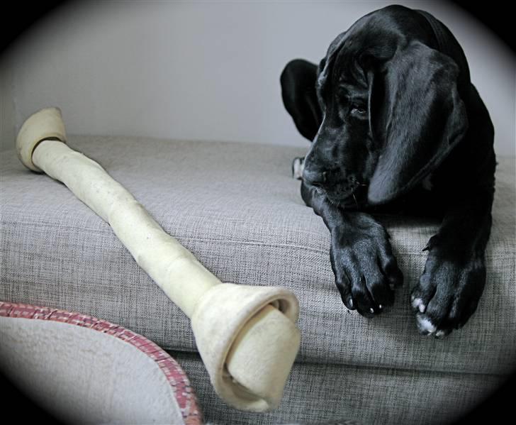 Grand danois Fenris - mega-kødben til mega-hvalp billede 17