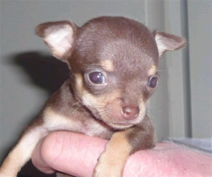 Chihuahua Bailey - Da Bailey var helt lille, hvor var hun nuttet! billede 2