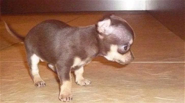 Chihuahua Bailey - Bailey som helt lille billede 3
