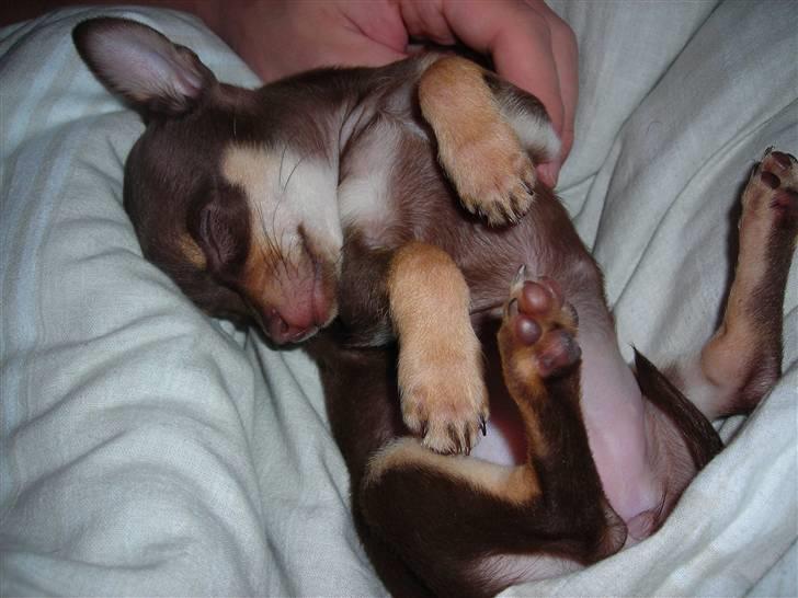 Chihuahua Bailey - Bailey sover i mange sjove stilllinger billede 4