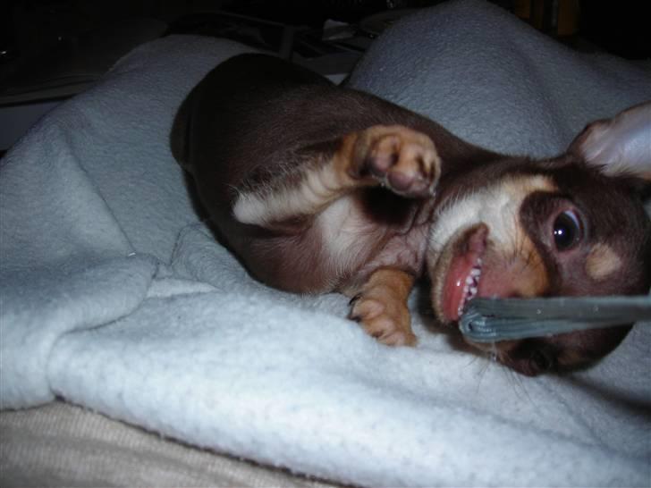 Chihuahua Bailey - Bailey leger med kamerasnoren billede 5