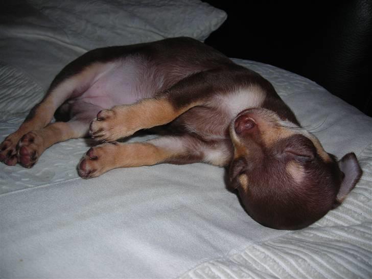 Chihuahua Bailey - Bailley sover sødt :o) billede 6