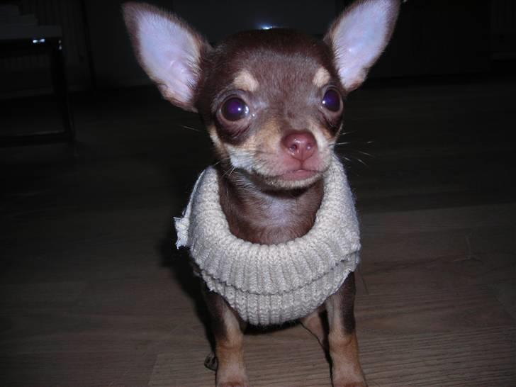 Chihuahua Bailey - Bailey i sin lille sweater billede 7