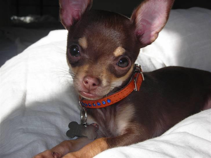 Chihuahua Bailey - Bailey har fået sit første halsbånd billede 8