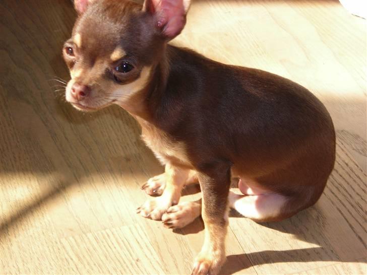 Chihuahua Bailey - Bailey hygger i solen billede 9