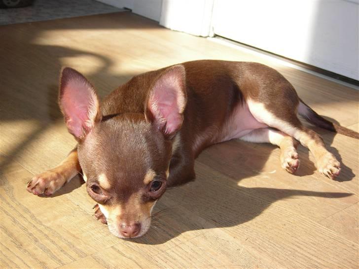 Chihuahua Bailey - Bailey elsker at ligge i solen billede 10
