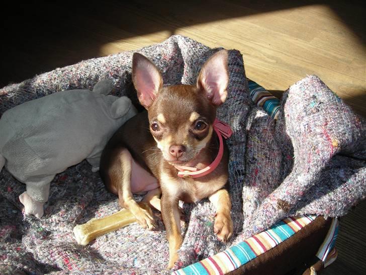 Chihuahua Bailey - Bailey elsker at ligge i solen billede 11