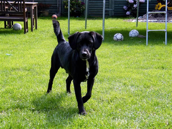 Border collie / Labrador Fister billede 17