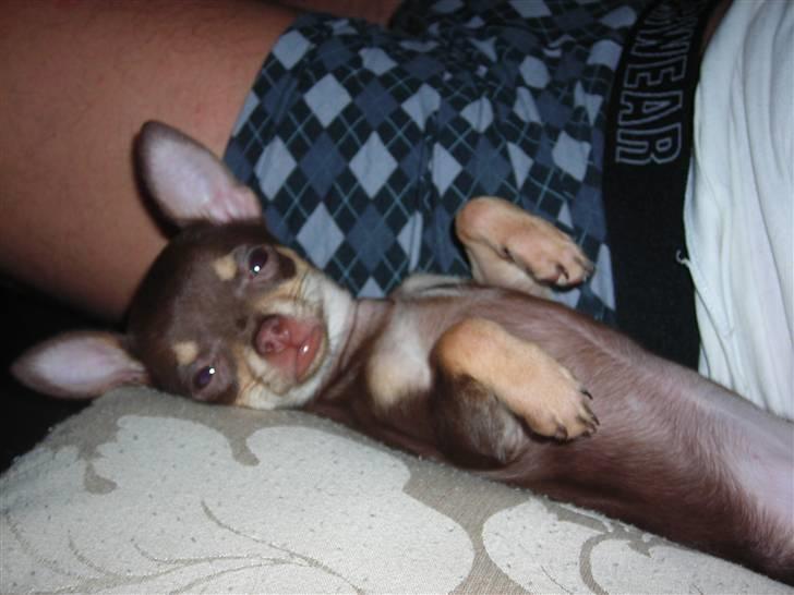 Chihuahua Bailey - Her ser Bailey rigtig velfornøjet ud billede 12