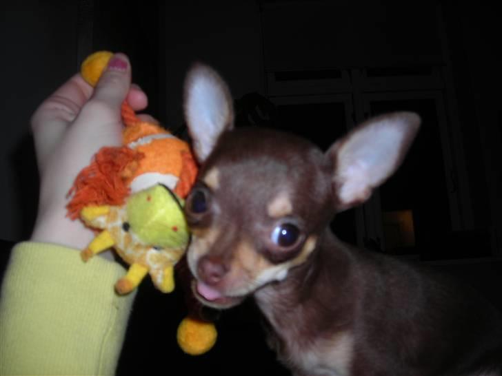 Chihuahua Bailey - Bailey leger ta´ fat med giraffen billede 13