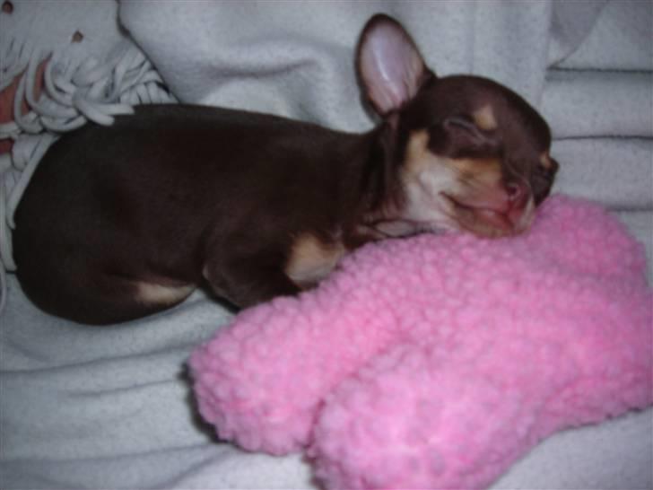 Chihuahua Bailey - Bailey sover med en af hendes yndlings bamser billede 14