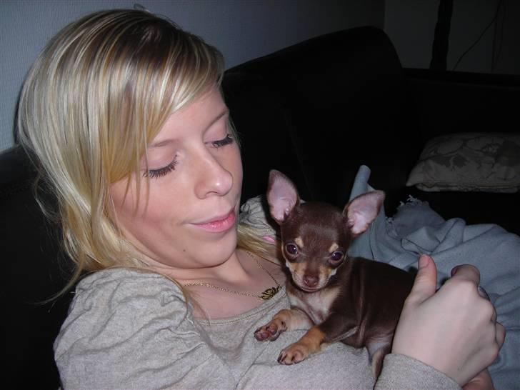 Chihuahua Bailey - Mig med min dejlige hund billede 15