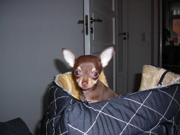 Chihuahua Bailey - Bailey elsker at sidde i hendes taske, og komme med på tur billede 16