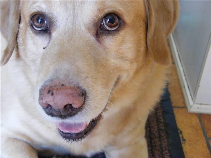 Labrador retriever Buller R.I.P. billede 13