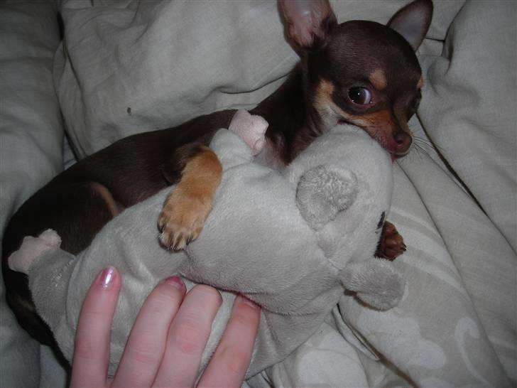 Chihuahua Bailey - Hun elsker at lege med Rotte billede 17