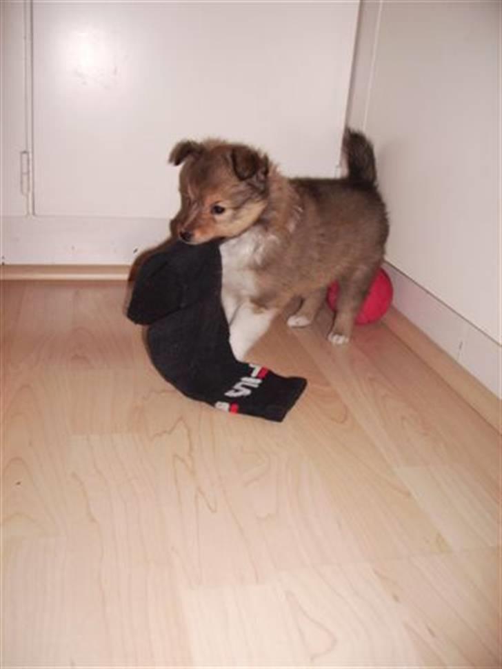 Shetland sheepdog Hekilas Only Ophelia - velkommen til Filles profil...<3 billede 1