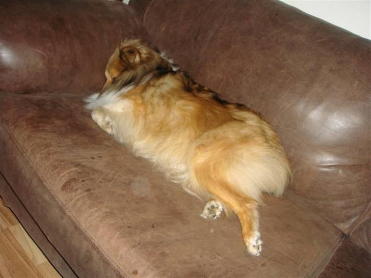 Shetland sheepdog Hekilas Only Ophelia - Fille der putter sig og sover...PRÆCIS på samme måde JEG sover :D<3 billede 2