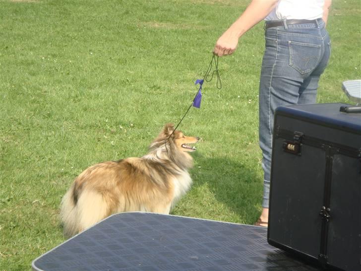 Shetland sheepdog Hekilas Only Ophelia - udstilling i Vejen 15.aug.2010 hvor hun vandt sit første lilla bånd :D hun vandt oss et rødt bånd, blev 3. BIR OG fik et res. cacib :* billede 3