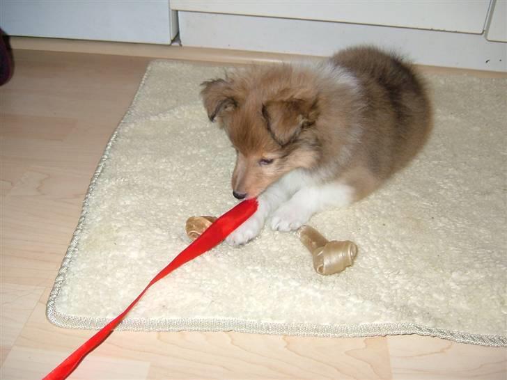 Shetland sheepdog Hekilas Only Ophelia billede 4