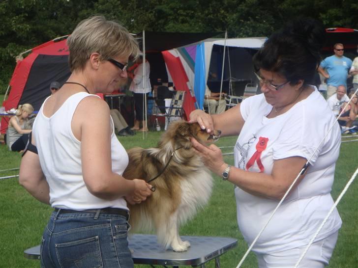 Shetland sheepdog Hekilas Only Ophelia - udstilling i Vejen hvor Fille for tjekket tænder af den svenske dommer :) billede 5