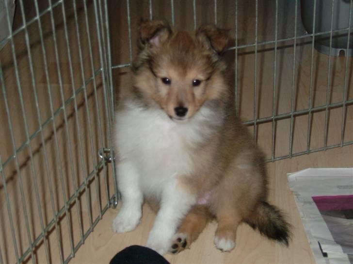 Shetland sheepdog Hekilas Only Ophelia billede 6