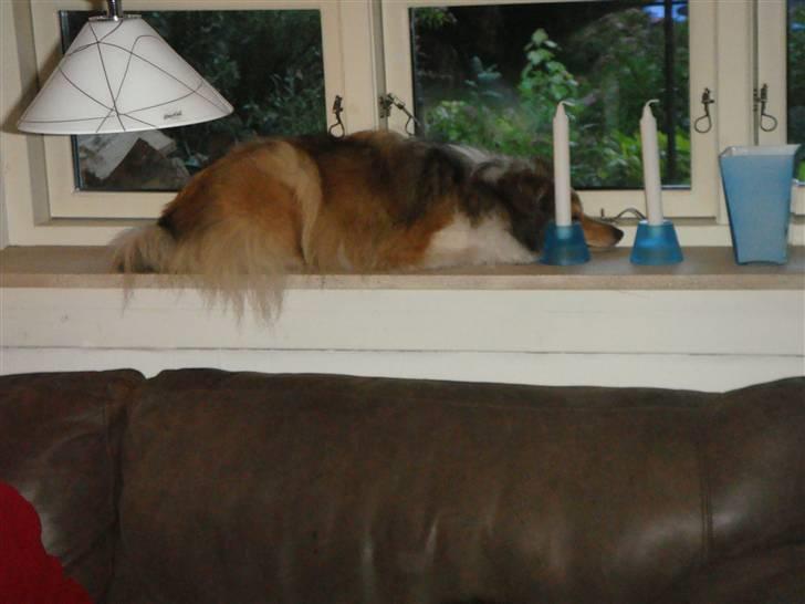 Shetland sheepdog Hekilas Only Ophelia - når Fille sover i vores vindueskarm xD billede 7