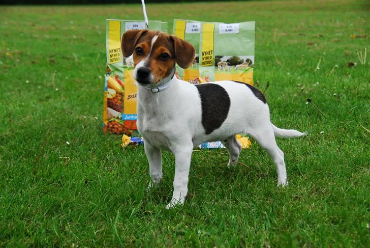 Dansk svensk gaardhund Jensenklanens Frey - Optillingsbillede i Årslev d. 24/5 - 09 Blev BIR BABY! Foto: Mig MÅ iKKE KOPiERES! billede 9