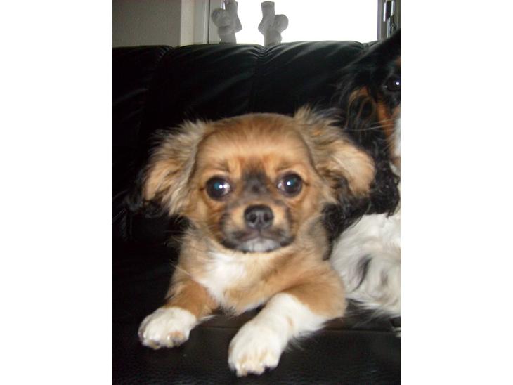 {{currentPhoto.altText}} billede {{currentPhoto.number}}