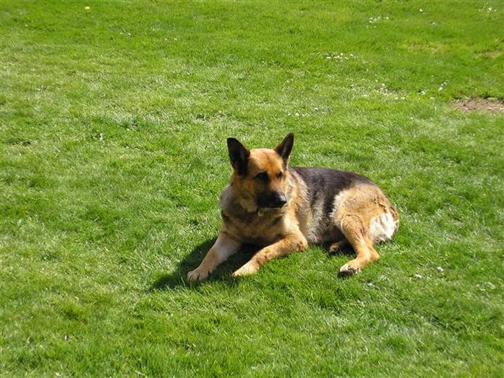 Schæferhund Sascha Aflivet :,( R.I.P billede 1
