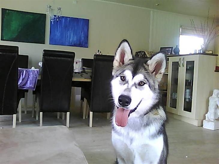 {{currentPhoto.altText}} billede {{currentPhoto.number}}