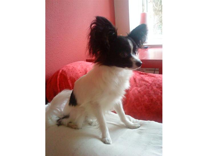 {{currentPhoto.altText}} billede {{currentPhoto.number}}