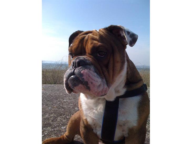 {{currentPhoto.altText}} billede {{currentPhoto.number}}