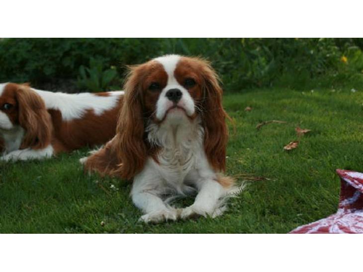 Cavalier king charles spaniel Lunel {Lynel} billede 1