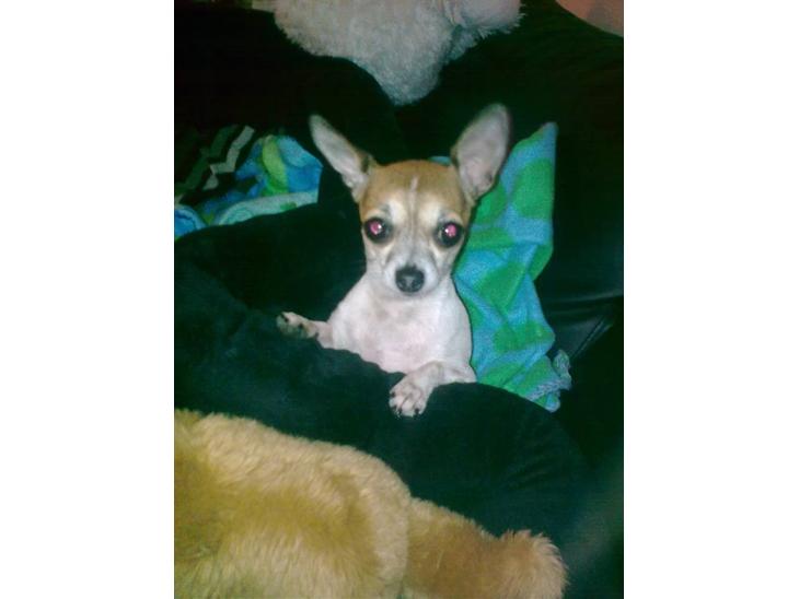 Chihuahua ginger pie aka-mikro prinsessen - hvem kalder på miiig billede 1