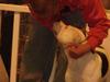Amerikansk staffordshire terrier Amy R.I.P