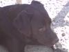 Labrador retriever IKO