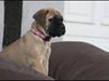 Bullmastiff Caya