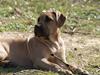 Dogo canario Cleopetra
