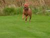 Dogue de bordeaux Bordeaux Dogue de bordeaux Bordeaux