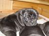 Fransk bulldog Bullinium's Jackpot
