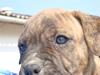 Amerikansk bulldog Luna RIP 2009-2011