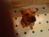 Amerikansk staffordshire terrier Loco