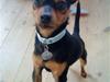 Blanding af racer CharlieSheen *Badboy* ( Himmelhund :'( ) [ Himmelhund]