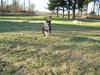 Amerikansk staffordshire terrier molly