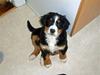 Berner sennenhund Minnie